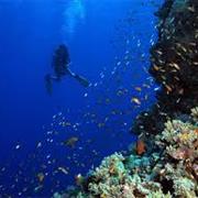 Elphinstone Reef, Red Sea, Egypt