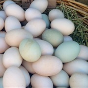 Duck Eggs