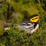 Golden-Cheeked Warbler