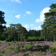 Lavington Common