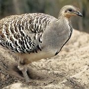 Malleefowl