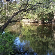 Little Manatee River State Park, Florida