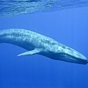 The Blue Whale Weighs as Much as Thirty Elephants.
