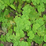 Phak Waen (Marsilea Crenata)