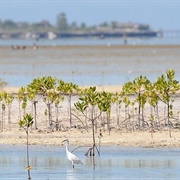 Olango Island Wildlife Sanctuary, Philippines