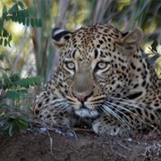 Leopard Spotting in Zambia