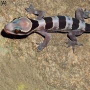 Taom Striped Gecko