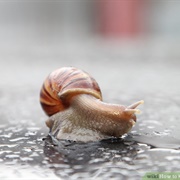 Have a Pet Snail