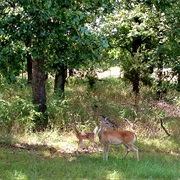 Sequoyah State Park, Oklahoma