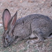 Bushman Rabbit