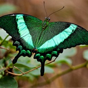 Emerald Swallowtail Butterfly