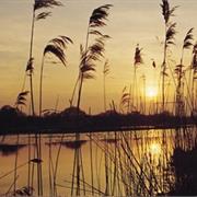 Strumpshaw Fen