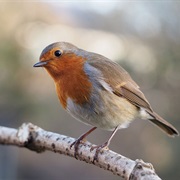 See a Robin Redbreast (England's National Bird)