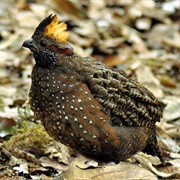 Wood Quail