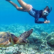 Swimming With Sea Turtles