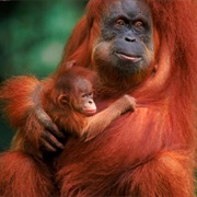 Hold an Orangutan