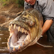 Goliath Tigerfish