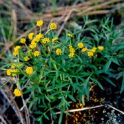 Cous Biscuitroot (Lomatium Cous)