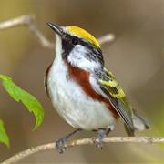 Chestnut-Sided Warbler