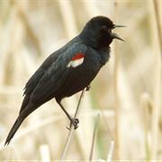 Tricolored Blackbird