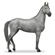 Marwari - Dapple Gray