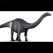Apatosaurus
