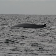 Whale Watching, West Cork