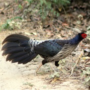 Kalij Pheasant