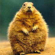 Governor Woodchuck