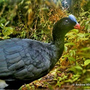 Sira Curassow