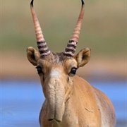 Saiga