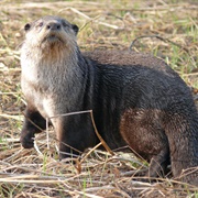 Otter