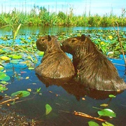 Esteros Del Iberá, Corrientes, Argentina