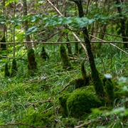 Naturpark Schönbuch Nature Reserve, Germany