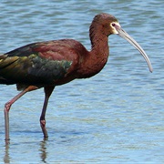 White-Faced Ibis