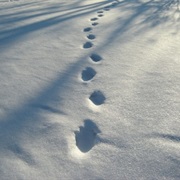 Stepping on Fresh Snow