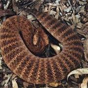 Common Death Adder