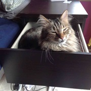 Rushing to Every Open Drawer