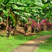 Musée De La Banane, Martinique