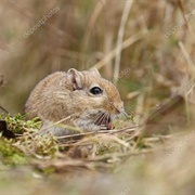 Sand Gerbil
