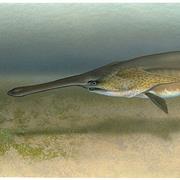 Spoonbill/Paddlefish