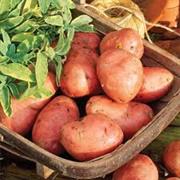 Potatoes - Desiree