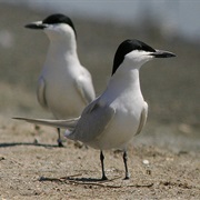 Gull-Billed Tern