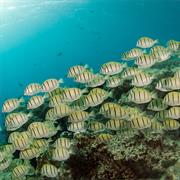 Tiputa Pass, Rangiroa, Polynesia