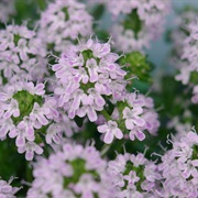 Thyme