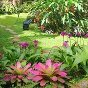 Hunte&#39;s Gardens, Barbados