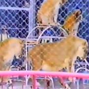 Videopolis: "Circus Fantasy (1988)