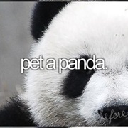 See and Pet a Panda