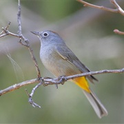 Colima Warbler