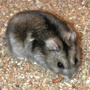 Striped Dwarf Hamster